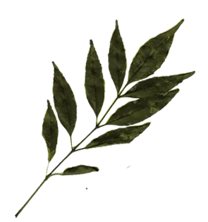 Hoja 10