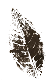 Hoja 11