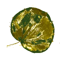 Hoja 2