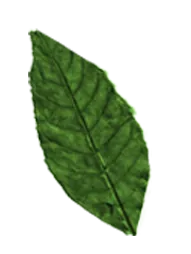 Hoja 4
