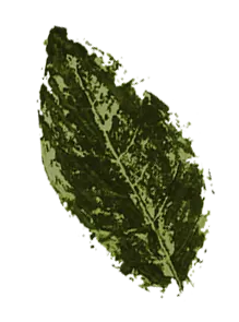 Hoja 6
