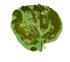 Hoja 8